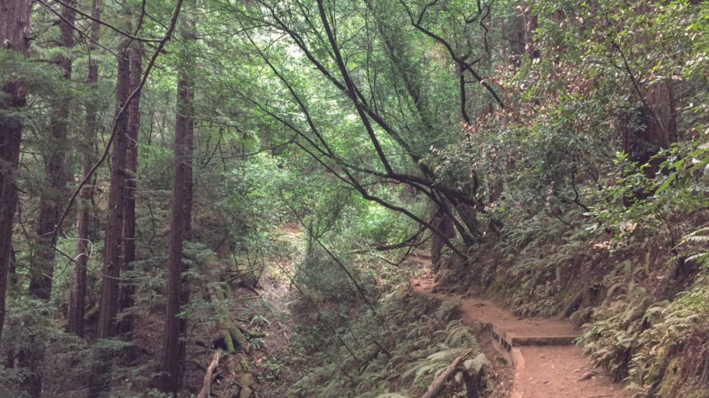 Fern Creek Lost and Canopy Trail Loop