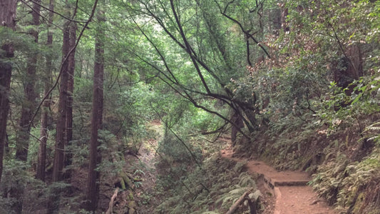 Fern Creek Lost and Canopy Trail Loop